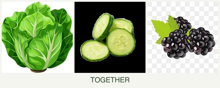 Can you plant lettuce, cucumbers and blackberries together?