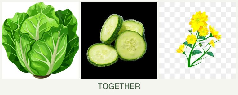 Can you plant lettuce, cucumbers and calendula together?
