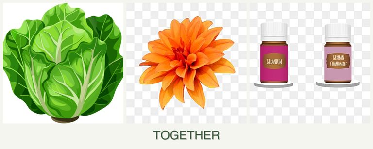 Can you plant lettuce, dahlias and geraniums together?