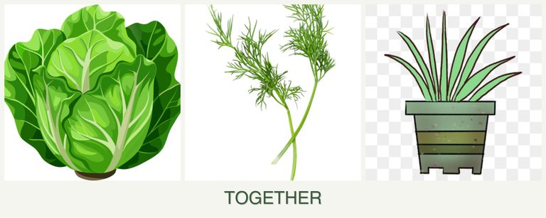 Can you plant lettuce, dill and lemongrass together?