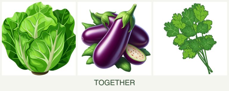 Can you plant lettuce, eggplant and cilantro together?