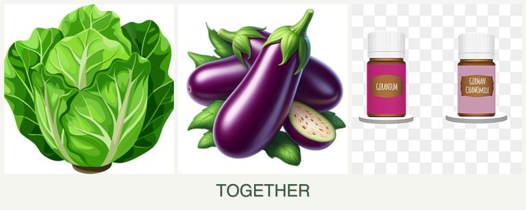 Can you plant lettuce, eggplant and geraniums together?