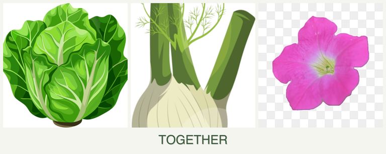 Can you plant lettuce, fennel and petunias together?