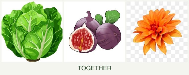 Can you plant lettuce, figs and dahlias together?