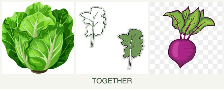 Can you plant lettuce, kale and beets together?