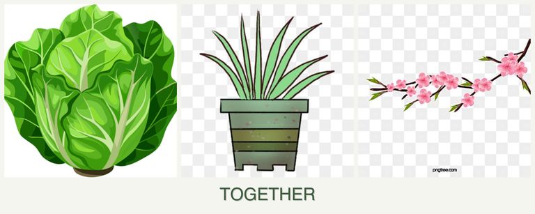 Can you plant lettuce, lemongrass and peaches together?