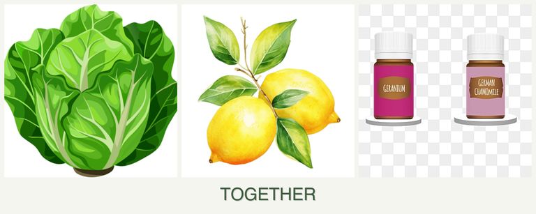 Can you plant lettuce, lemons and geraniums together?