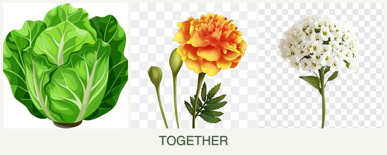Can you plant lettuce, marigolds and alyssum together?