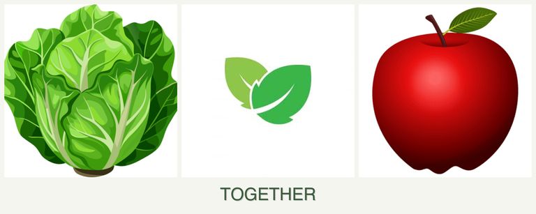 Can you plant lettuce, mint and apples together?