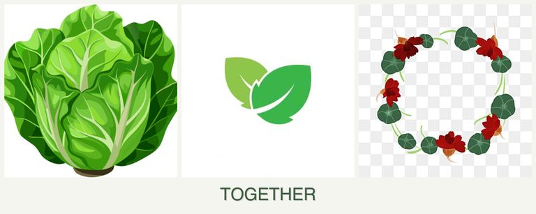 Can you plant lettuce, mint and nasturtiums together?