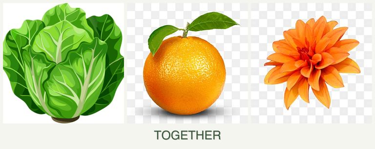 Can you plant lettuce, oranges and dahlias together?