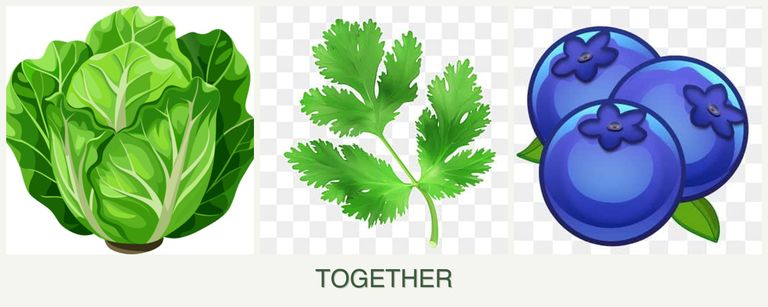 Can you plant lettuce, parsley and blueberries together?