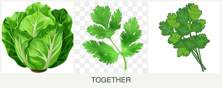 Can you plant lettuce, parsley and cilantro together?