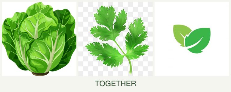 Can you plant lettuce, parsley and mint together?