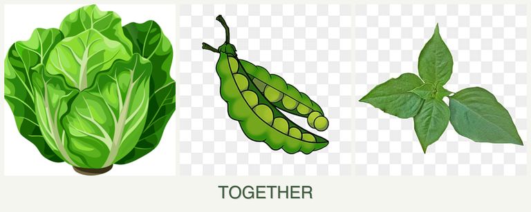 Can you plant lettuce, peas and basil together?