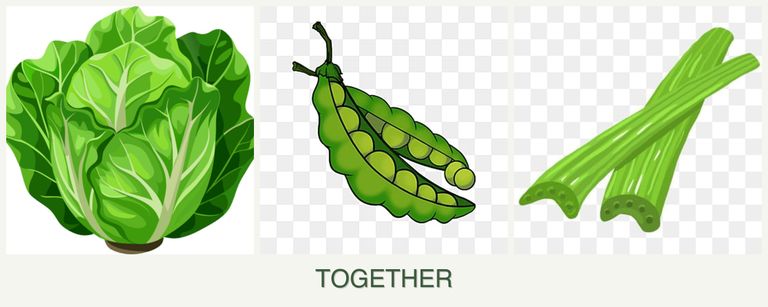 Can you plant lettuce, peas and celery together?