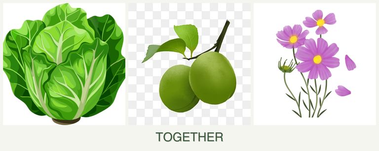 Can you plant lettuce, plums and cosmos together?