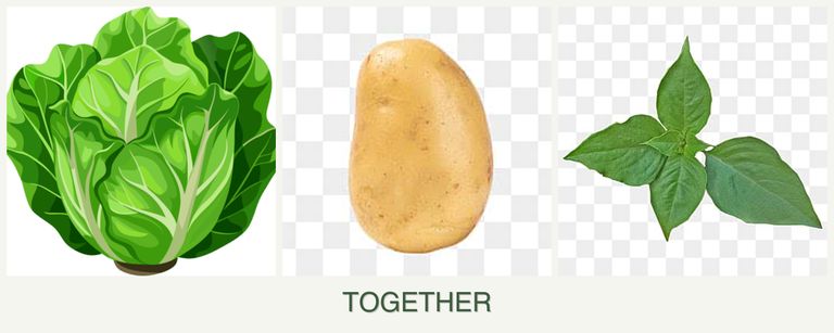 Can you plant lettuce, potatoes and basil together?