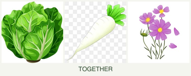 Can you plant lettuce, radishes and cosmos together?