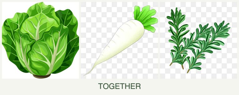 Can you plant lettuce, radishes and rosemary together?