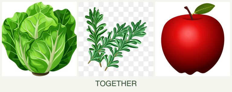 Can you plant lettuce, rosemary and apples together?