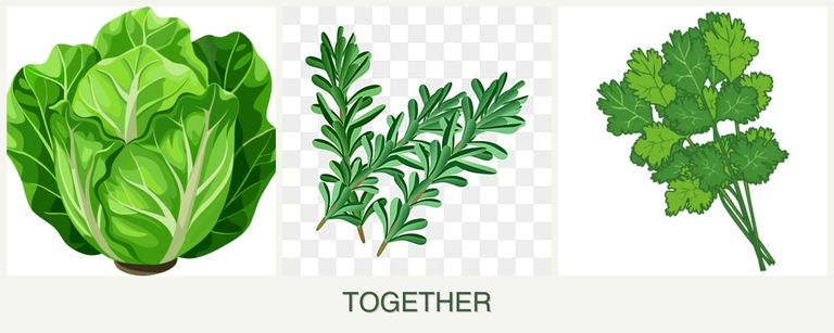 Can you plant lettuce, rosemary and cilantro together?