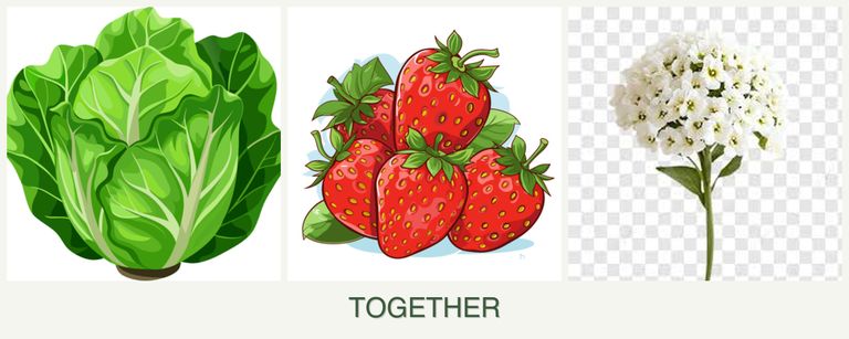 Can you plant lettuce, strawberries and alyssum together?