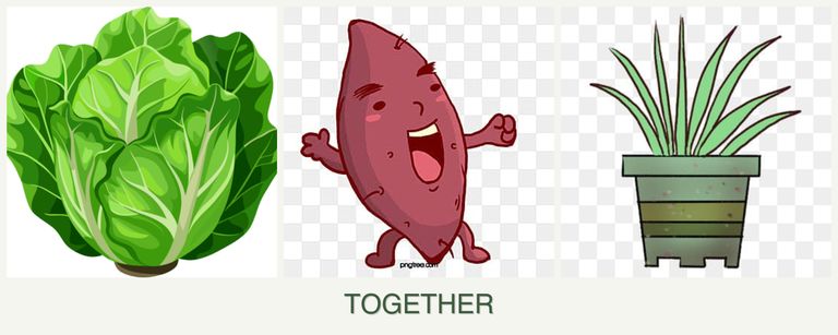 Can you plant lettuce, sweet potatoes and lemongrass together?
