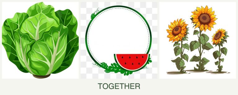 Can you plant lettuce, watermelons and sunflowers together?