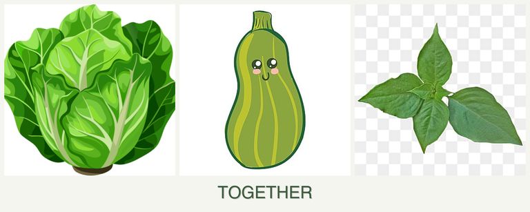 Can you plant lettuce, zucchini and basil together?