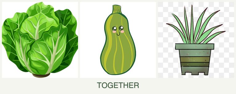 Can you plant lettuce, zucchini and lemongrass together?