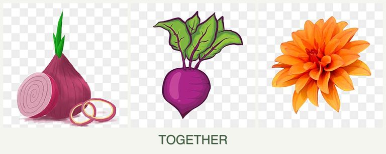 Can you plant onions, beets and dahlias together?