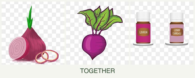 Can you plant onions, beets and geraniums together?