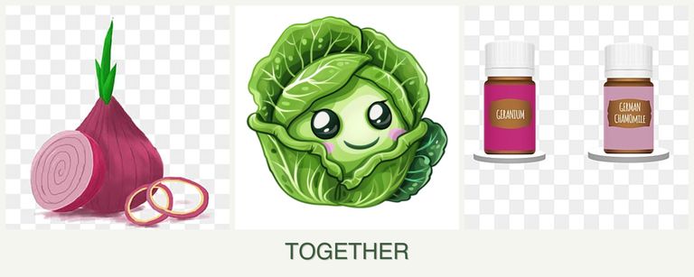 Can you plant onions, cabbage and geraniums together?