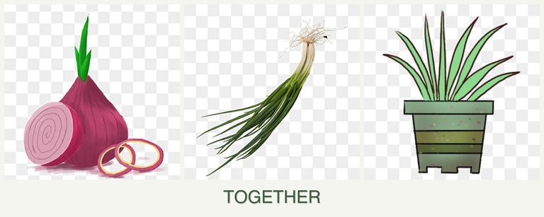 Can you plant onions, chives and lemongrass together?