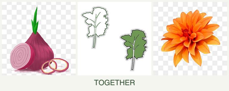 Can you plant onions, kale and dahlias together?