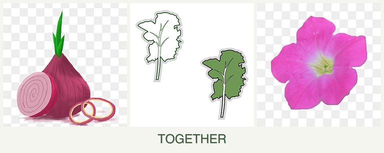 Can you plant onions, kale and petunias together?