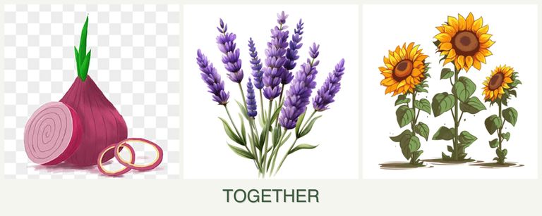 Can you plant onions, lavender and sunflowers together?