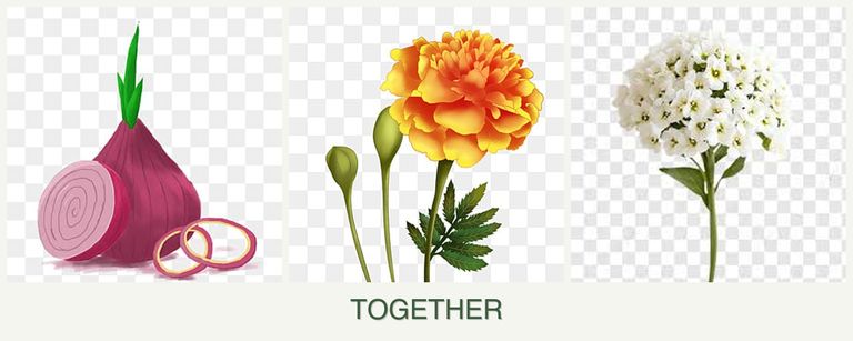 Can you plant onions, marigolds and alyssum together?