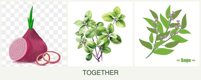 Can you plant onions, oregano and sage together?