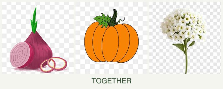 Can you plant onions, pumpkin and alyssum together?