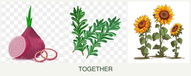 Can you plant onions, rosemary and sunflowers together?