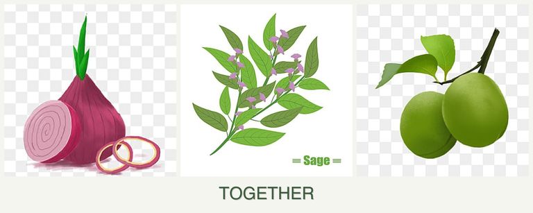 Can you plant onions, sage and plums together?
