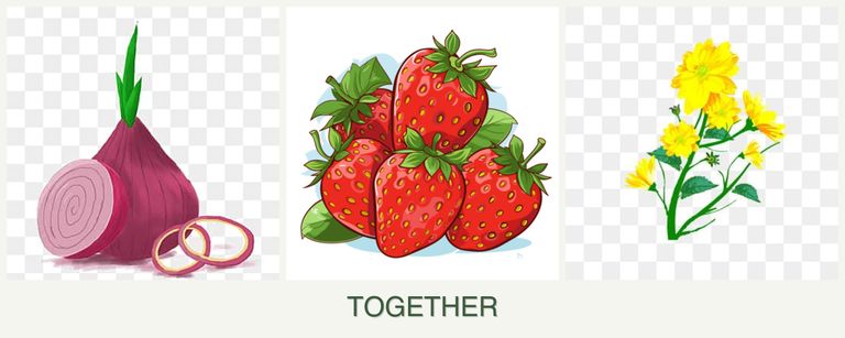 Can you plant onions, strawberries and calendula together?