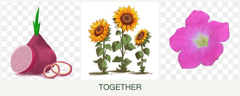 Can you plant onions, sunflowers and petunias together?