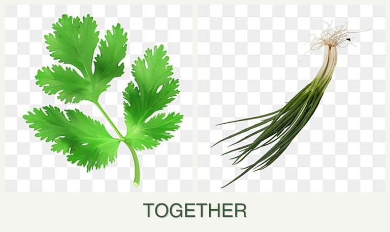 Can you plant parsley and chives together?