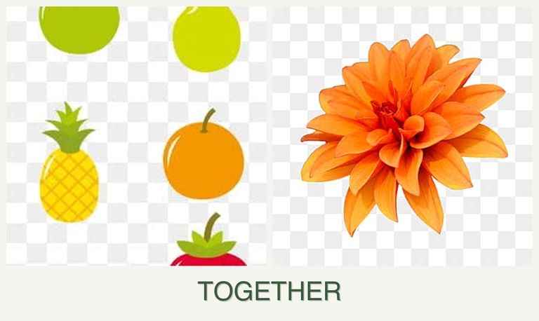 Can you plant pears and dahlias together?