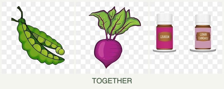 Can you plant peas, beets and geraniums together?