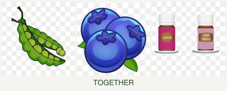 Can you plant peas, blueberries and geraniums together?