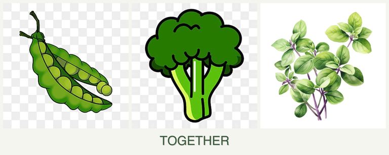 Can you plant peas, broccoli and oregano together?